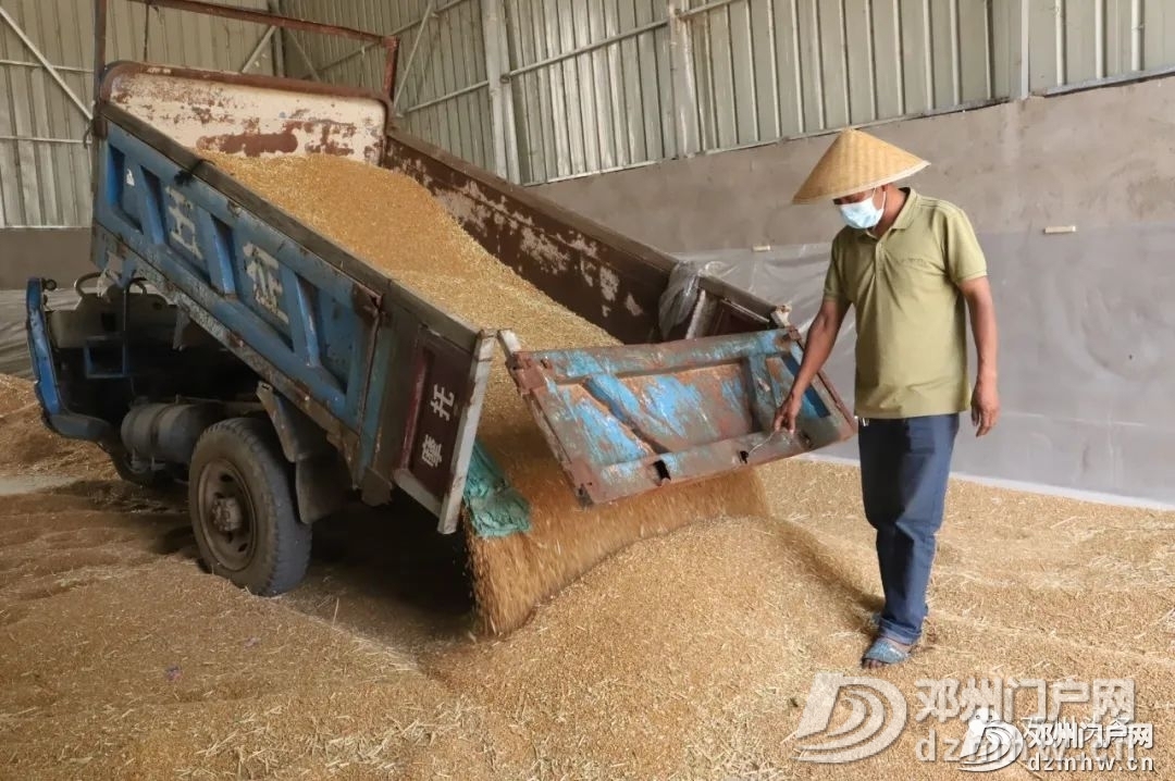 邓州市喜开小麦丰收第一镰！